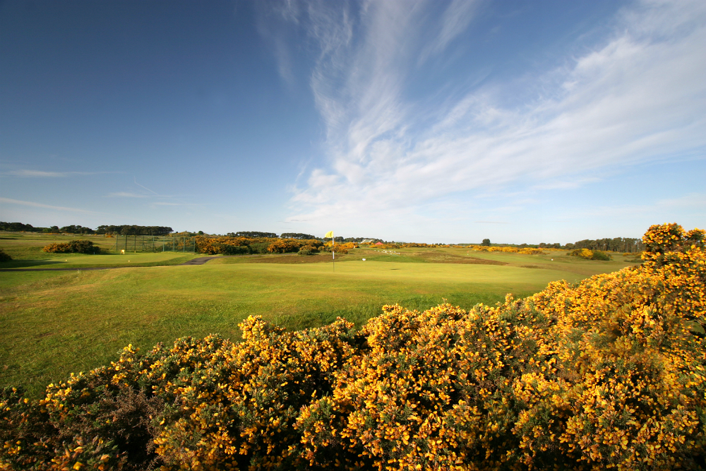 Green et ajoncs sur le parcours Burnside de Carnoustie