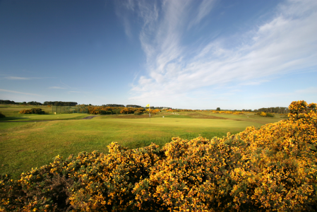 Green et ajoncs sur le parcours Burnside de Carnoustie